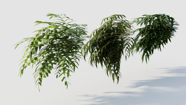 Coniogramme japonica a