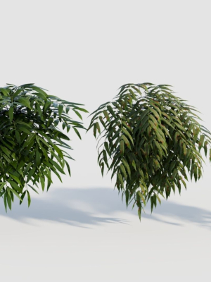 Coniogramme japonica a