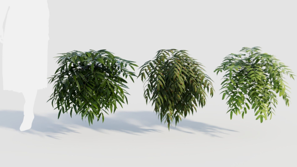 Coniogramme japonica a
