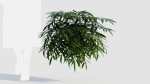 Coniogramme japonica a