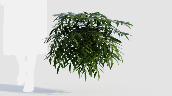 Coniogramme japonica a
