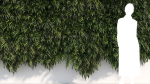 Coniogramme japonica a
