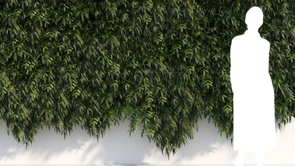 Coniogramme japonica a