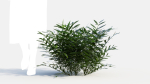 Coniogramme japonica b