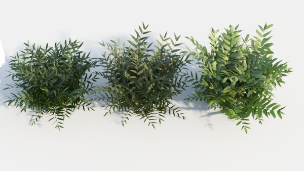 Coniogramme japonica b