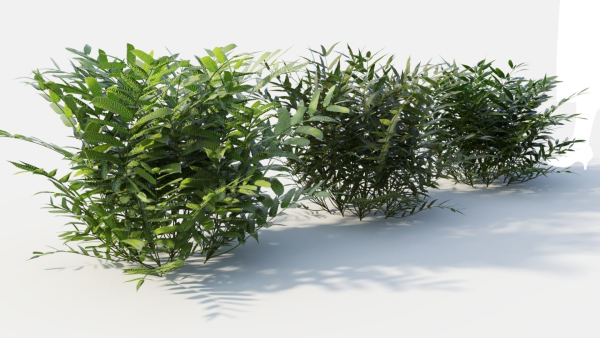 Coniogramme japonica b