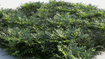 Coniogramme japonica b