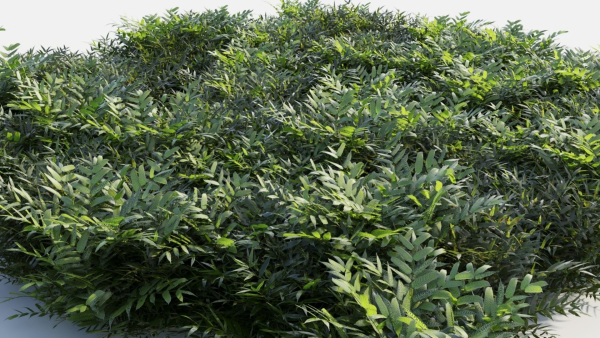 Coniogramme japonica b