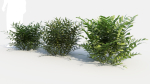 Coniogramme japonica b