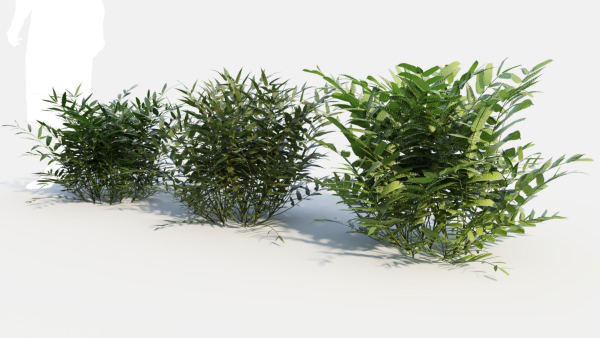 Coniogramme japonica b