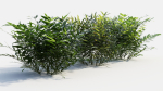 Coniogramme japonica b