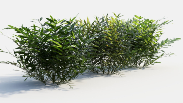 Coniogramme japonica b