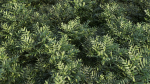 Coniogramme japonica b