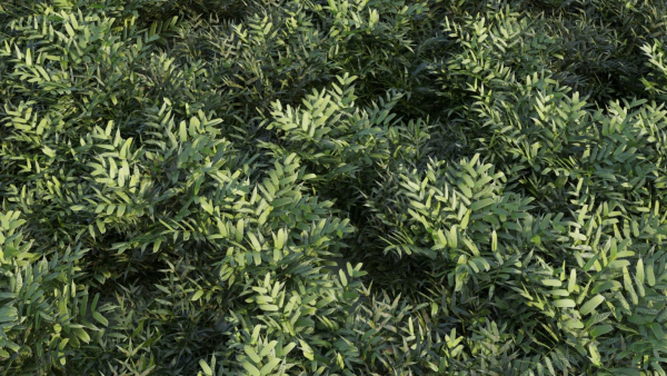 Coniogramme japonica b