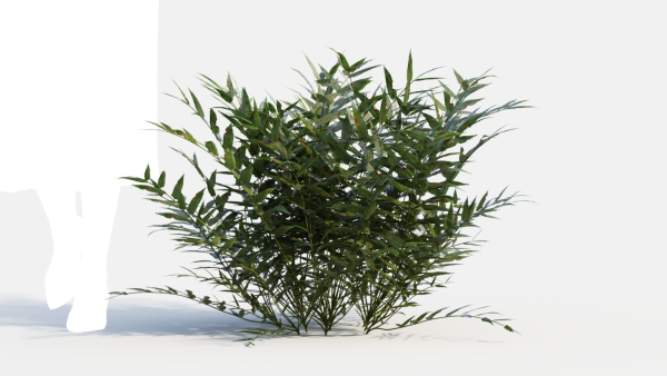 Coniogramme japonica b