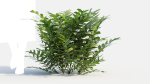 Coniogramme japonica b