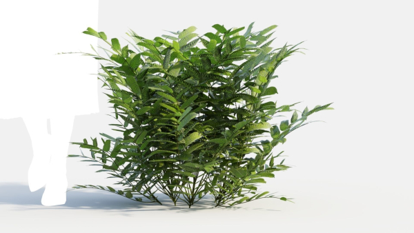 Coniogramme japonica b