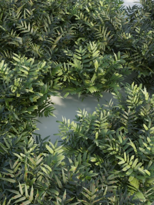 coniogramme-japonica-c-3d-model-084ca419b5