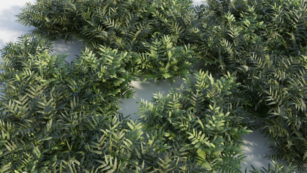 Coniogramme japonica c