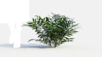 Coniogramme japonica c