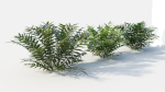 Coniogramme japonica c
