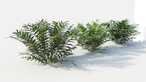 Coniogramme japonica c