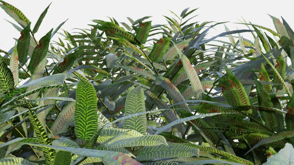 Coniogramme japonica c