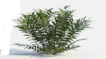 Coniogramme japonica c