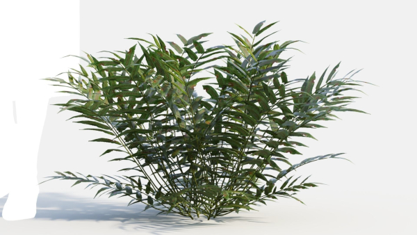 Coniogramme japonica c