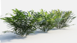 Coniogramme japonica c