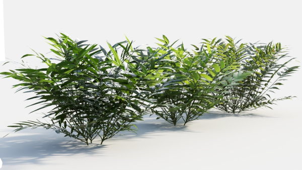 Coniogramme japonica c