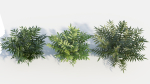 Coniogramme japonica c