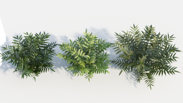 Coniogramme japonica c
