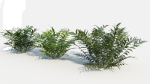 Coniogramme japonica c