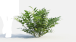 Coniogramme japonica c
