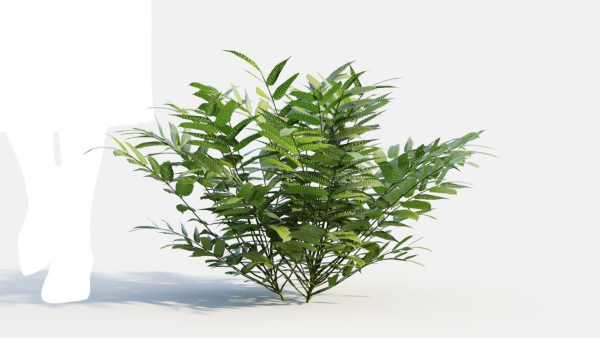 Coniogramme japonica c