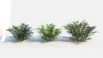 Coniogramme japonica c