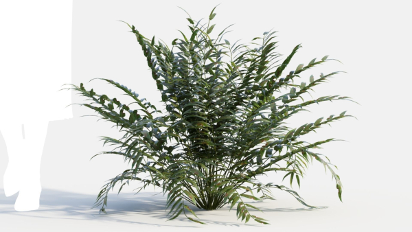 Coniogramme japonica d