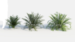 Coniogramme japonica d