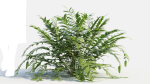 Coniogramme japonica d