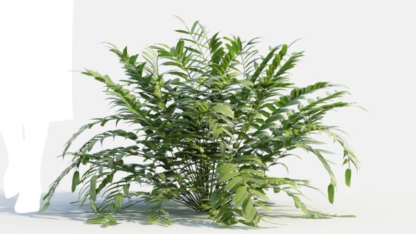 Coniogramme japonica d