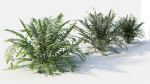 Coniogramme japonica d