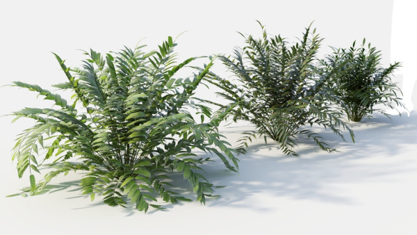 Coniogramme japonica d