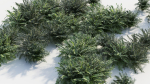 Coniogramme japonica d
