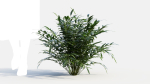 Coniogramme japonica d