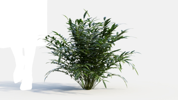 Coniogramme japonica d