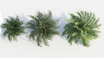 Coniogramme japonica d