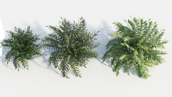 Coniogramme japonica d