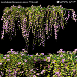 Convolvulaceae - Ipomoea pes-caprae 2