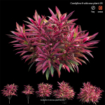 Cordyline fruticosa